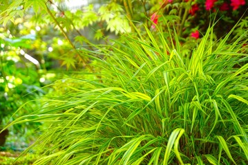 美しいフウチソウの葉