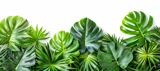Vibrant green mostera plant leaves, white background