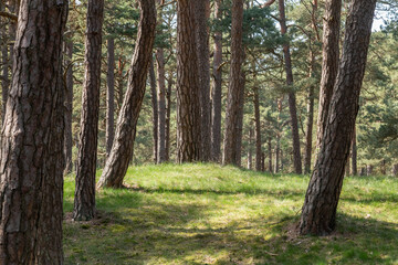 Pine Forest landscape on a sunny day