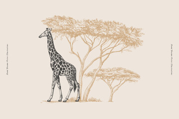 Giraffe on a background of acacia in engraving style. Wild animal of the African savanna on a light background. Hand drawn vector retro illustration.