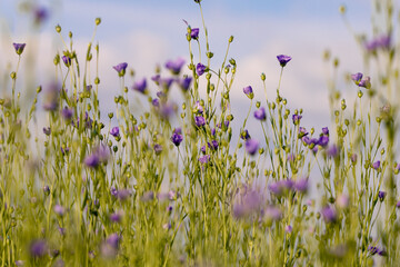 Floraison du lin © AgriZoom