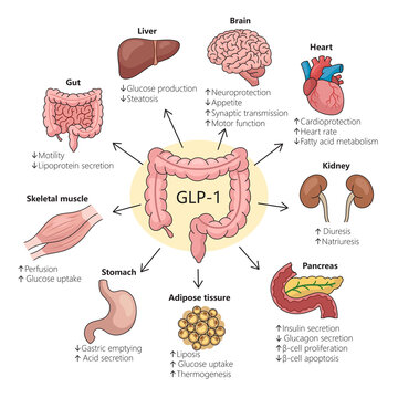 impact of GLP-1 on different organs highlighting physiological changes diagram hand drawn schematic raster illustration. Medical science educational illustration