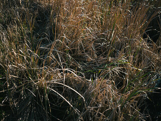 grass and reeds