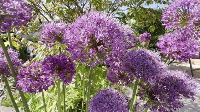 Ornamental Lily, Giant Lily