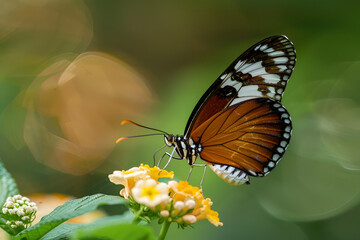 Fototapeta na wymiar Ismenius Tiger butterfly (Heliconia's simonies) pollinating a flower