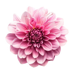 Pink flower on white background,png