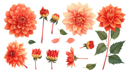 Set of dahlia elements including dahlia flowers, buds, petals, and leaves