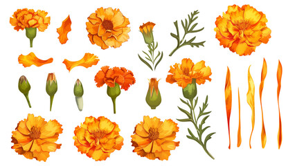 Set of marigold elements including marigold flowers, buds, petals, and leaves