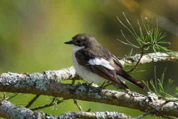 Naklejka premium European pied flycatcher (Ficedula hypoleuca)