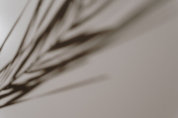 Aesthetic soft palm leaf shadows on white background