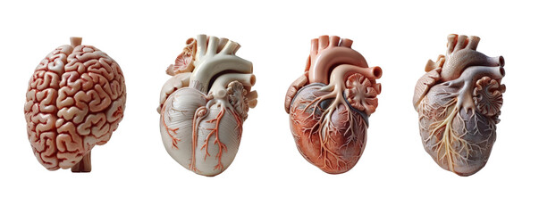 Create a whitebackground photograph series of plastic brain, heart, and lung models, emphasizing the intricate details and features of each organ