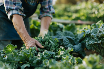 Farmer Harvesting Fresh Vegetables on an Organic Sustainable Farm