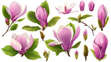 Set of magnolia elements including magnolia blooms, buds, petals, and broad leaves