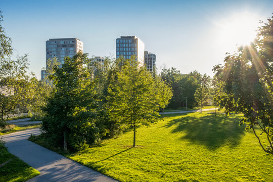 Green trees and grass in park near office buildings