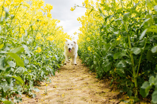 White Swiss Shepherd running at rapeseed field on sunny day