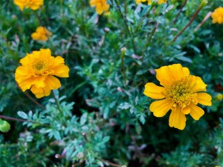 close up view of Arnica chamissonis Arnica meadow yellow color