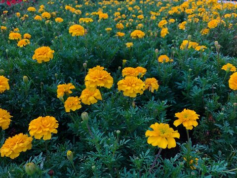 close up view of Arnica chamissonis Arnica meadow yellow color