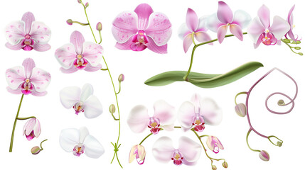 Set of orchid elements including orchid flowers, aerial roots, buds, and leaves