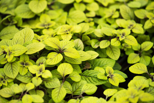 Close up of green coleus plant with small leaves.