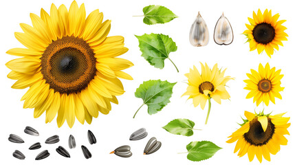 Set of sunflower elements including a full sunflower, sunflower seeds, petals, and leave