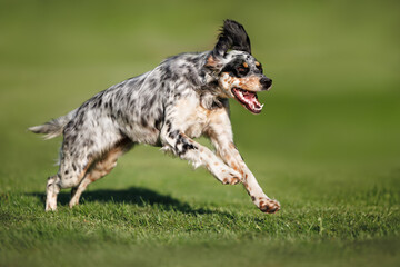 young english setter dog running outdoors on grass