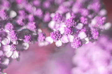 Achillea millefolium purple flowers in close-up. Medicinal herbs. Soft, selective focus, blurred. Background, background, backdrop. Fog, haze