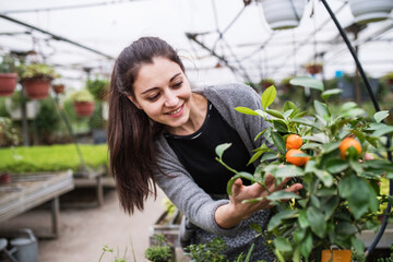 Female gardener inspecting tangerine tree, looking at plant smiling. Small greenhouse business.