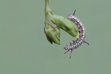 A caterpillar is eating winged bean flower buds. This insect likes to eat flowers, fruit and young...