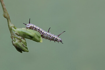 A caterpillar is eating winged bean flower buds. This insect likes to eat flowers, fruit and young...