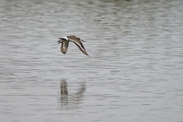 Barge à queue noire - Limosa limosa - oiseaux limicoles - scolopacidés
