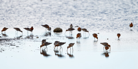 Barge &agrave; queue noire - Limosa limosa - oiseaux limicoles - scolopacid&eacute;s
