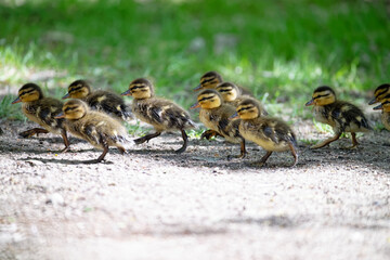 canetons colvert - Canard malard - Anas platyrhynchos