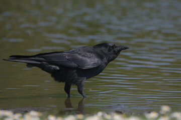 crow on the water