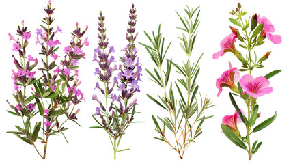 Set of Mediterranean garden flowers including oleander, lavender, and sage, isolated on transparent background