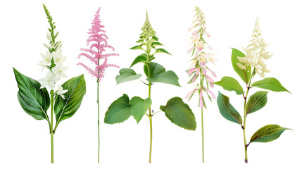 Set of shade loving flowers including astilbe, hostas, and toad lily, isolated on transparent background