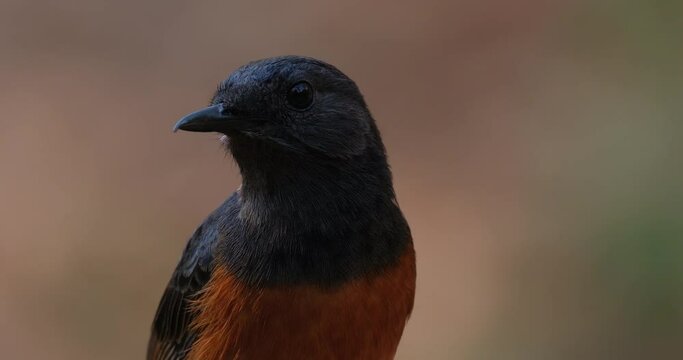Tilting its head and turns to the left then towards the right and around, White-rumped Shama Copsychus malabaricus, Thailand