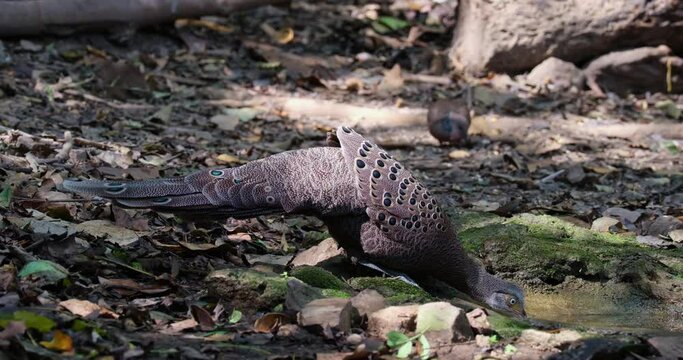 A male individual drinking water from a waterhole deep in the forest, Grey peacock-pheasant Polyplectron bicalcaratum, Thailand
