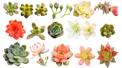Set of succulent flowers including echeveria, sedum, and kalanchoe blooms, isolated on transparent background