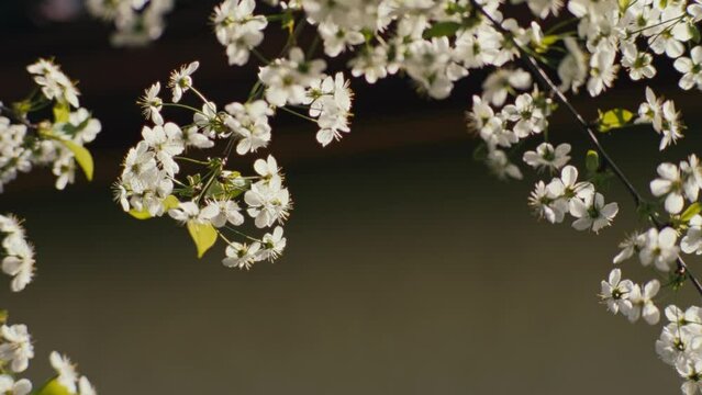 Macro close up of Cerasus white cherry blossom flower leaves with bokey