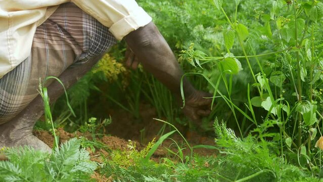 Closeup of a village farmer harvesting carrots on farmland