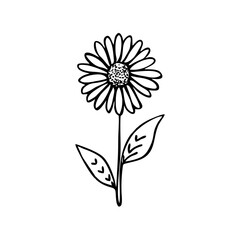 A minimalist, black single line drawing of a daisy flower, white background. daisy flower lineart handrawn vector illustration
