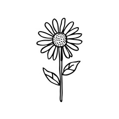 A minimalist, black single line drawing of a daisy flower, white background. daisy flower lineart handrawn vector illustration