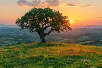 Fototapeta premium Majestic Holm Oak on a Lush Hilltop at Sunset, Overlooking Rolling Spring Hills