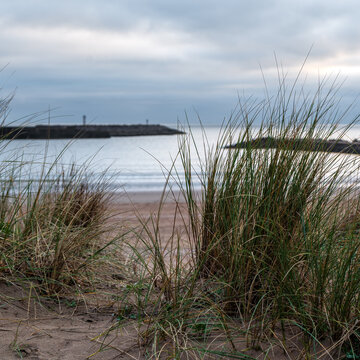 grass on Aberavon beach, Port Talbot, South Wales
