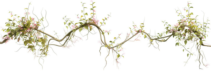 set of forest creepers with thin tendrils and sparse pink blossoms, weaving through thick underbrush, isolated on transparent background