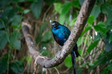 Oiseau bleu sur sa branche