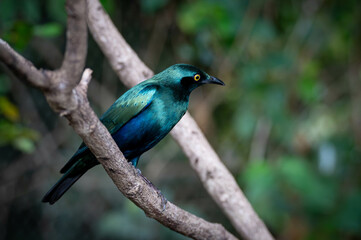 Oiseau bleu sur sa branche