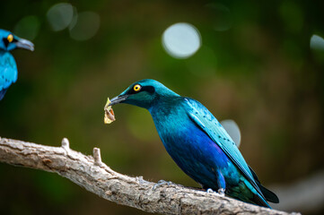 Obraz premium Oiseau bleu