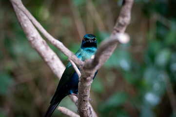 blue bird on a branch