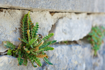 岩と岩の隙間から生える雑草の生命力